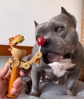 Dinosaur Lollipop Holder 