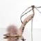 Pointed Open Toe Stiletto Transparent Heels Gladiator Lace Up Furry Snake Print Sandals - Tan Patent